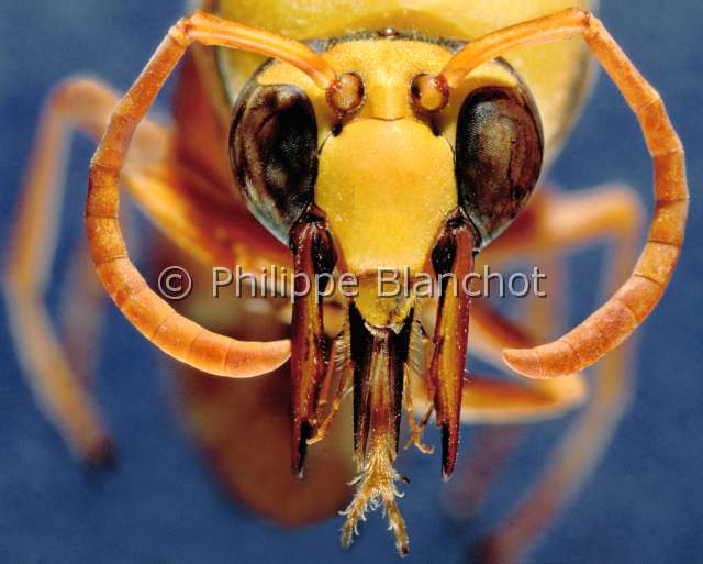 Delta pyriformis.JPG - Delta pyriformis (Portrait)Eumene pyriformeMason waspHymenopteraVespidaeFrance